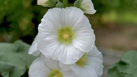 Slow motion shot of Beautiful  white  flowers in a garden Stock Footage 200740332