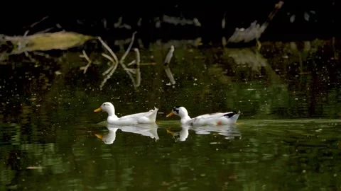 Slow motion shot of Beautiful  white ducks in a lake Stock Footage 200740377