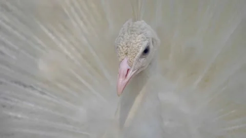 Slow motion shot of Beautiful  white peacock in a garden (2) Stock Footage 200740410