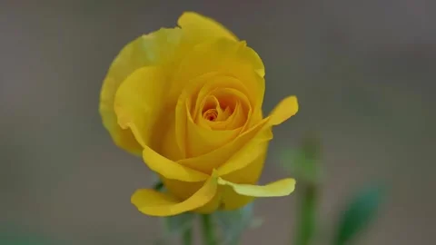 Slow motion shot of Beautiful  yellow rose flowers in a garden Stock Footage 200738559
