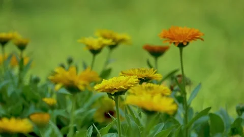 Slow motion shot of Beautiful  yellow  flowers in a garden (2) Stock Footage 200740539
