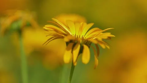 Slow motion shot of Beautiful  yellow  flowers in a garden (3) Stock Footage 200740737