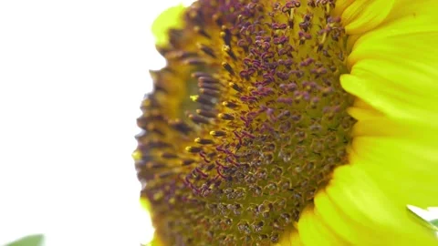 Slow motion shot of Beautiful  yellow  flowers in a garden (7) Stock Footage 200740771