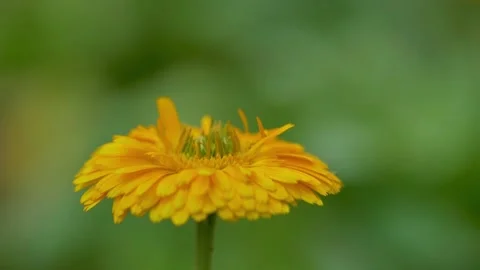Slow motion shot of Beautiful  yellow  flowers in a garden Stock Footage 200740849