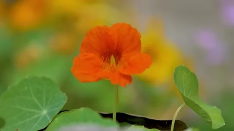 Slow motion shot of Beautiful  yellow flowers in a garden Stock Footage 200740949