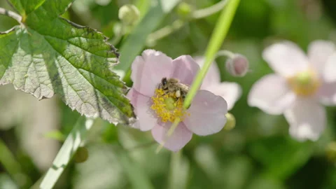 Slow motion shot of bee on a flower Video stock 250109046