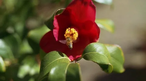 Slow motion shot of bee flying to flower and collecting pollen Stock Footage 48537525