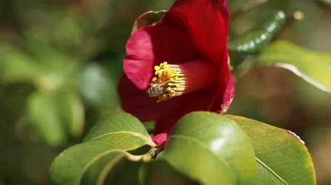 Slow motion shot of bee flying to flower and collecting pollen Stock Footage 48538150
