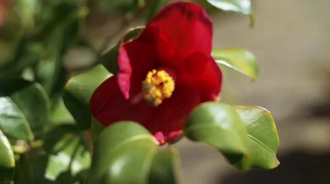 Slow motion shot of bee flying to flower and collecting pollen Stock-Footage 48538184