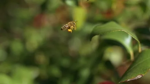 Slow motion shot of bee flying to flower and collecting pollen Stock Footage 48538409