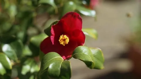 Slow motion shot of bee flying to flower and collecting pollen Video stock 48538514