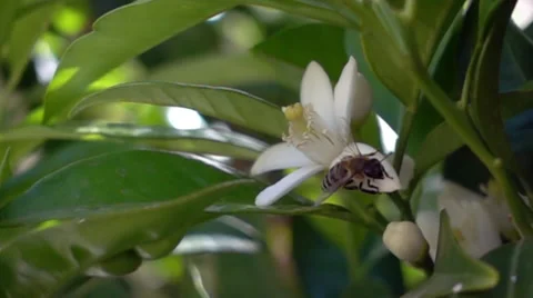 Slow Motion Shot Of Bee Flying To Flower 스톡 동영상 62656420