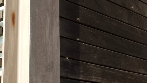 Slow motion shot of bees flying and entering building through gaps in planks Stock Footage 116791175