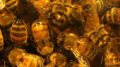 Slow motion shot of bees working on a hive Stock Footage 77407620