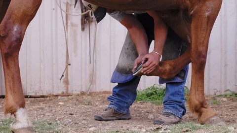 Slow motion shot between brown horse legs of a Farrier sizing up a horse's Stock Footage 104319754