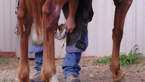 Slow motion shot between brown horse legs of a Farrier fitting a horse's Stock Footage 104319829