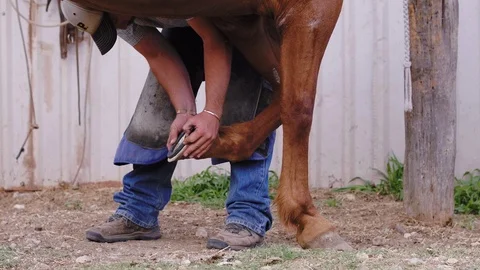 Slow motion shot between brown horse legs of a Farrier sizing up a Stock Footage 104320229