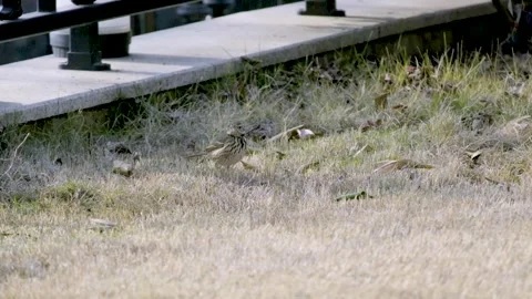 Slow motion shot of bird flying Stock Footage 270756867