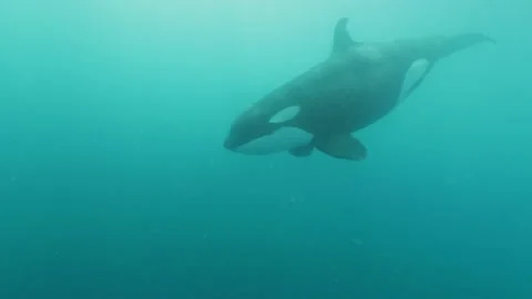 Slow Motion Shot Of Black-And-White Patterned Body Fish Swimming  In Sea - Baja Stock Footage 221965966