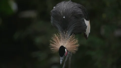 Slow motion shot of Black crowned crane (Balearica pavonina) Stock Footage 88860056