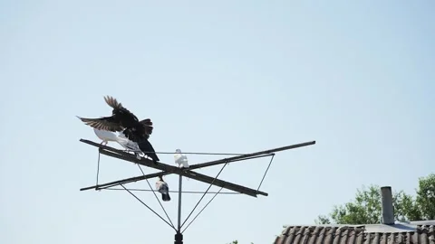Slow-motion shot of a black pigeon taking off and gracefully flying around o Stock Footage 340982833