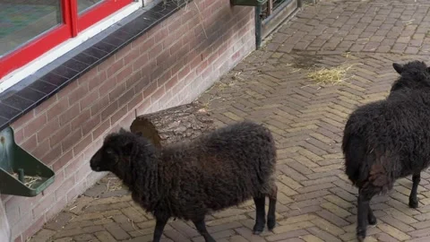 A Slow Motion Shot of Black Sheep Walking in Urban Area Amsterdam Stock Footage 332104148