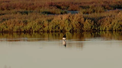 Slow motion shot of a black-winged stilt feeding during sunset at kooragang Video stock 201238686