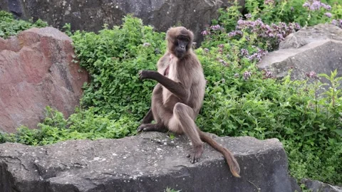 Slow motion shot of bleeding-heart monkey or gelada resting on rock and Video stock 247870015