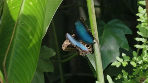 Slow motion shot of a blue morpho butterfly flying past a resting owl butterfly Stock Footage 181891228