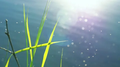 Slow motion shot of blurry insects flying by shore grass Stock Footage 269643448