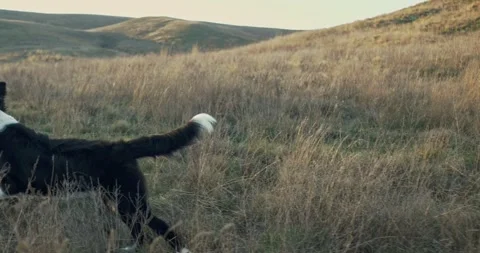 Slow motion shot of a border collie puppy running on dry grass for a toy Stock Footage 260594502