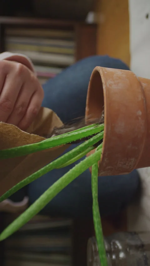 Slow motion shot of a botanist dumping soil into a pot 動画素材 152856013