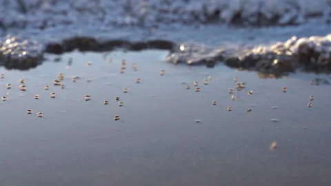 Slow motion shot of brine flies on a salty creek. Stock Footage 155286629