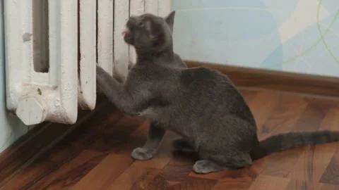 Slow motion shot british cat bite paper at warming battery Stock Footage 119145901