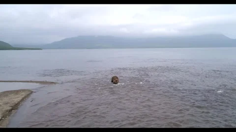 Slow motion shot of brown bear hunting for fish in lake water Stock Footage 321747250