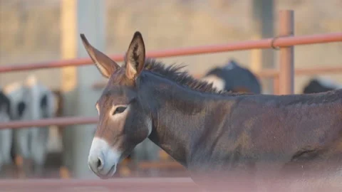 Slow-Motion Shot Of A Brown Donkey Looking At Camera Vídeos de archivo 148540032