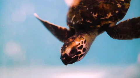 Slow Motion Shot Of Brown Turtle Swimming Over Surface Level In Sea - Great Stock Footage 204001214