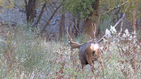 Slow Motion Shot of Buck Going Away Stock Footage 49627615