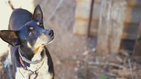 Slow motion shot of buzzard dog jumping to eat piece of meat from hand Stock Footage 181879744
