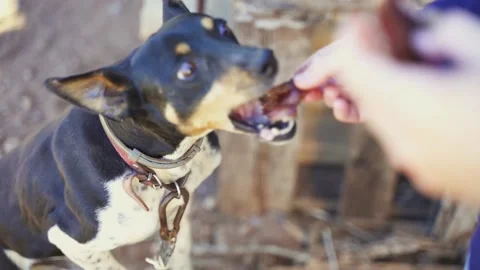 Slow motion shot of buzzard dog jumping to eat piece of meat from hand Stock Footage 181879745