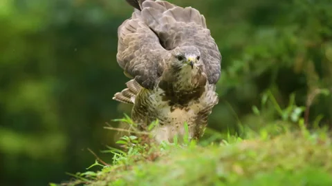 Slow motion shot of buzzard drying its feathers Stock Footage 324532214