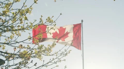 Slow Motion Shot Of Canadian Flag Waving In Sunlight Behind Tree Stock Footage 321361704