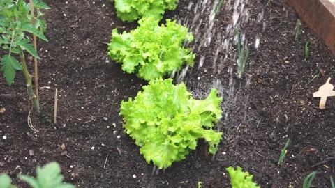 Slow Motion Shot Capturing Urban Gardener Tending To Small Raised Beds With Stock-Footage 335865626