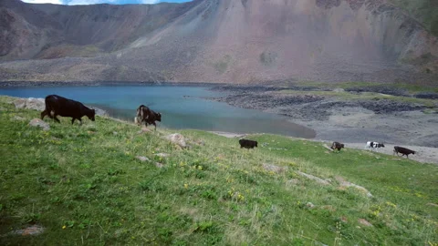 Slow motion shot of cattle running in the mountains Stock Footage 199482360