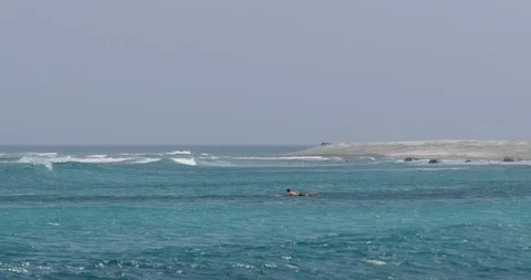 Slow motion shot of caucasian man laying on surfboard and paddling on blue sea Stock Footage 125836664
