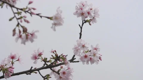 Slow motion shot of Cherry Blossom or Sakura in the wind Stock Footage 88863238