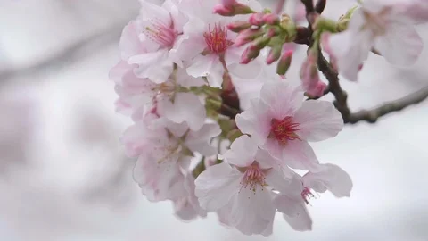 Slow motion shot of Cherry Blossom or Sakura in the wind Stock Footage 88863249