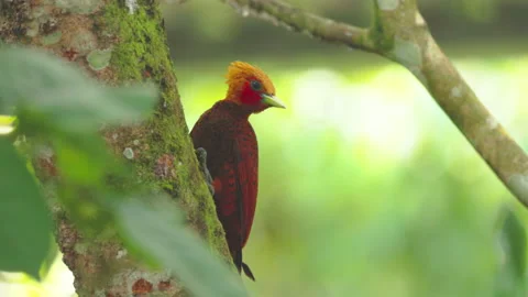 Slow motion shot of a chestnut-colored woodpecker on a tree trunk Stock Footage 182320859