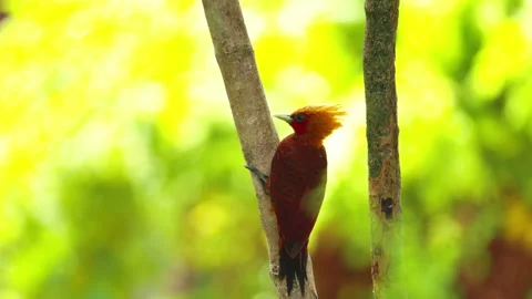 Slow motion shot of a chestnut-colored woodpecker on a tree trunk Stock Footage 200949613