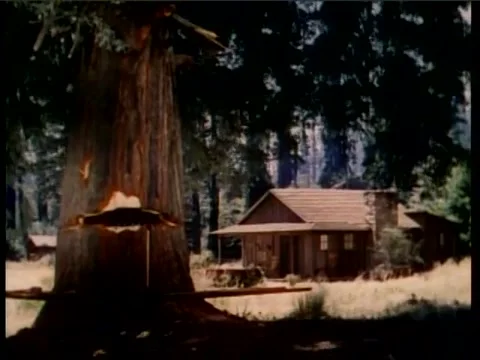 Slow motion shot of chopped sequoia tree falling over on log cabin, 1950s Stock Footage 58858752